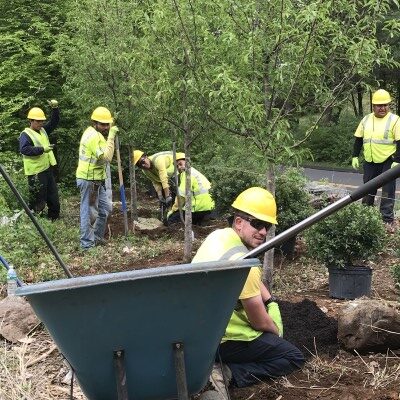 Custom Exterior Landscap's Crew installing trees