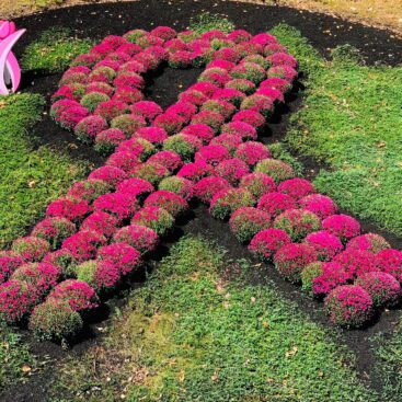 Breast Cancer Awareness flowerbed in Meriden CT